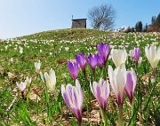 02 Crocus vernus (Crocus) ai prati della Pigolotta di Valtorta